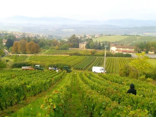 11e édition du Marathon du Beaujolais