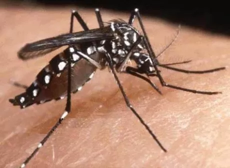 Virus Zika : interpellés par de nombreux appels, les HCL rappellent les mesures à prendre