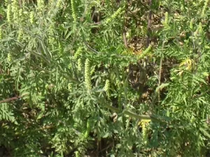 Alerte à l’ambroisie dans la région lyonnaise