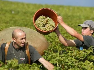 Beaujolais : les vendanges sont lancées