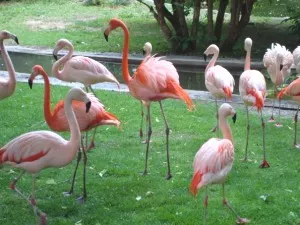 De nouveaux pensionnaires au parc de la Tête d’Or