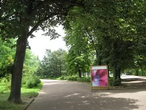 Des abeilles dans Lyon