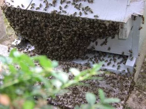 Des abeilles pour tester la qualité de l’air à Bron