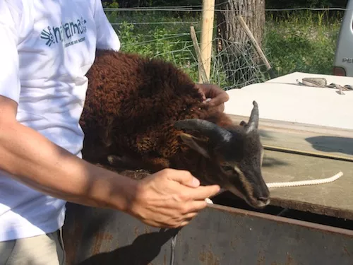 Des moutons en pâture au parc de la Feyssine