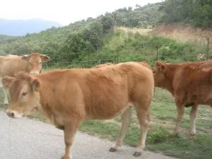 Des steaks hachés vendus sur les parkings de supermarchés