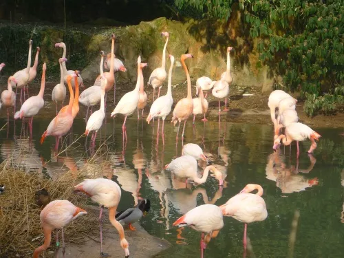 La famille s'agrandit au parc zoologique de Lyon