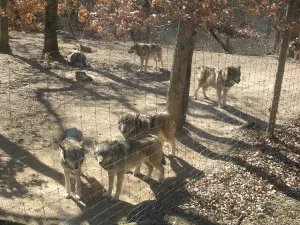 Le Parc animalier de Courzieu fête ses 30 ans