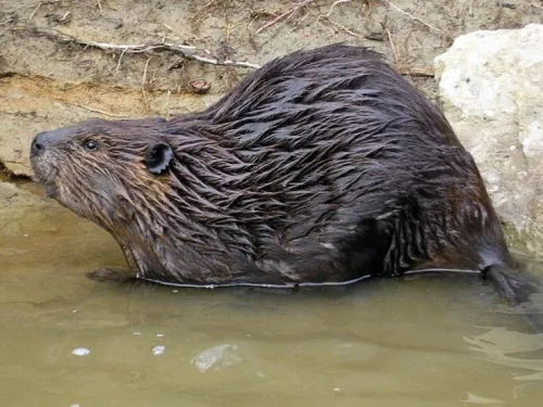 Le mystérieux castor de Villeurbanne