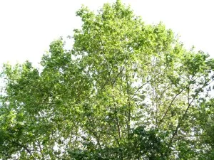 Le parc de Miribel-Jonage envahi par un herbier aquatique