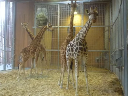 Le zoo de la Tête d'Or ouvre ses coulisses