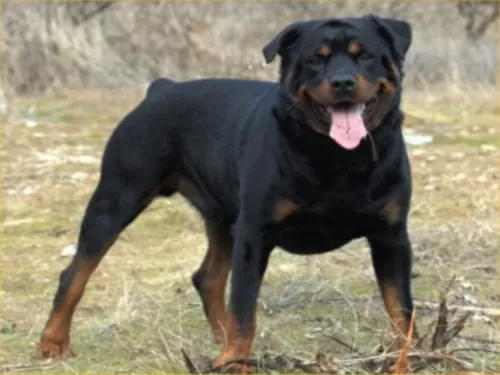 Les chiens à l’honneur à Eurexpo