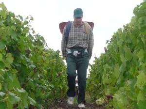 Les vendanges 2008 débutent officiellement dans le Beaujolais