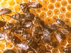 Lyon: les abeilles se font chouchouter