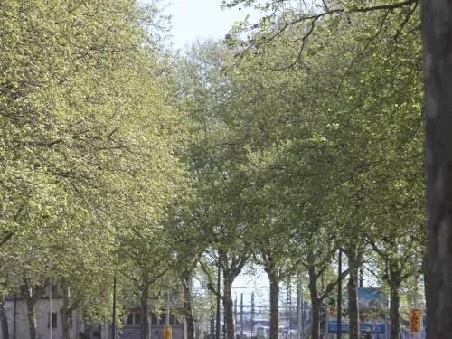 Nouvelle alerte pollinique dans le département