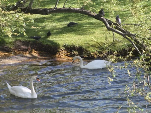 Regroupement écologique sur le tracé du Périphérique Ouest