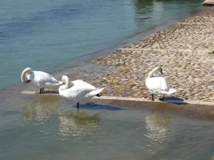 Rhône: le froid nuit aux oiseaux