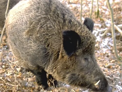 Un mois de plus pour la chasse aux sangliers