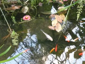 Un parc naturel pour la Dombes