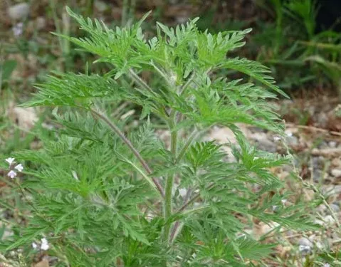 Rhône-Alpes : les pollens d’ambroisie multipliés par quatre d’ici 2050 ?