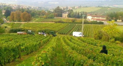 Vendanges : 12 000 postes à pourvoir en Rhône-Alpes