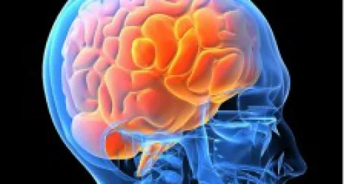 Lyon : Trois manifestations pour tout savoir sur le cerveau