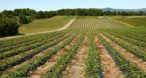 Les agriculteurs en grève ce mardi pour défendre le "made in France"