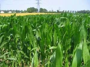 Rhône-Alpes est toujours la 1ère région de France pour l'agriculture bio