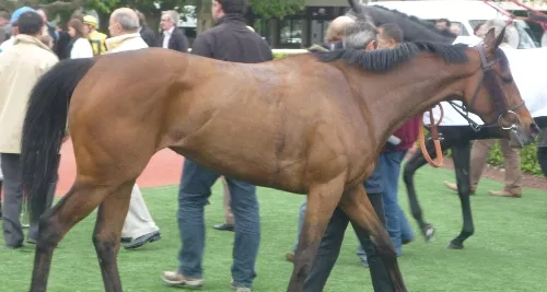 Villefranche : des chevaux s'échappent d'un centre équestre