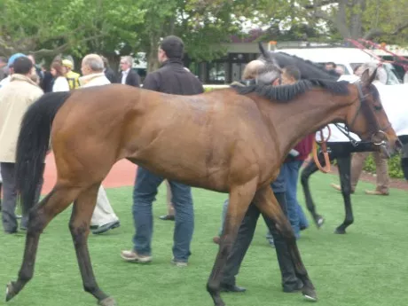 Rhône : des chevaux retirés d’un élevage pour mauvais traitements