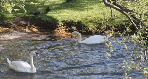 Les cygnes du Rhône touchés par un mal mystérieux