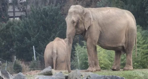 Lyon : la Fondation Brigitte Bardot veut récupérer les éléphants du Parc