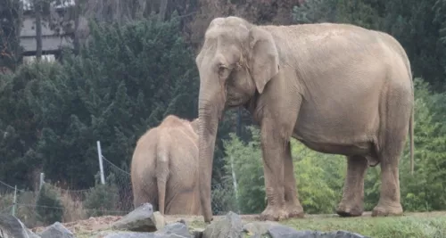 Eléphants de Lyon : les représentants de la fondation Brigitte Bardot reçus au ministère de l'Agriculture