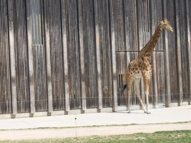 Des girafes en bronze pour le Parc de la Tête d’Or