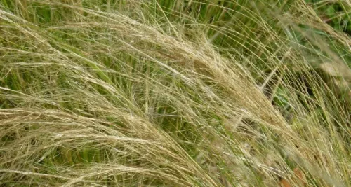 Rhône : alerte aux pollens de graminées