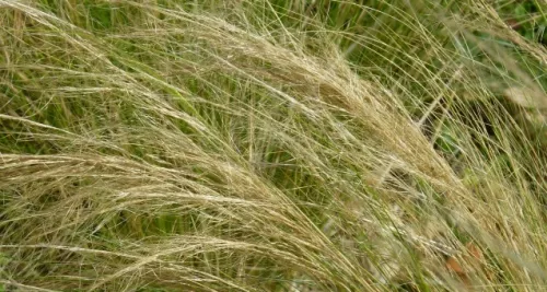 Lyon : alerte aux pollens aux graminées ces prochains jours