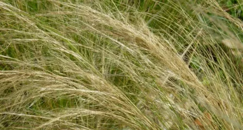 Lyon : les pollens de graminées encore très présents