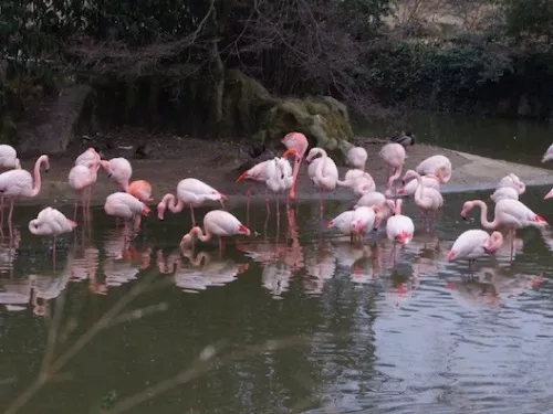 Record de fréquentation pour le Parc des oiseaux ce dimanche