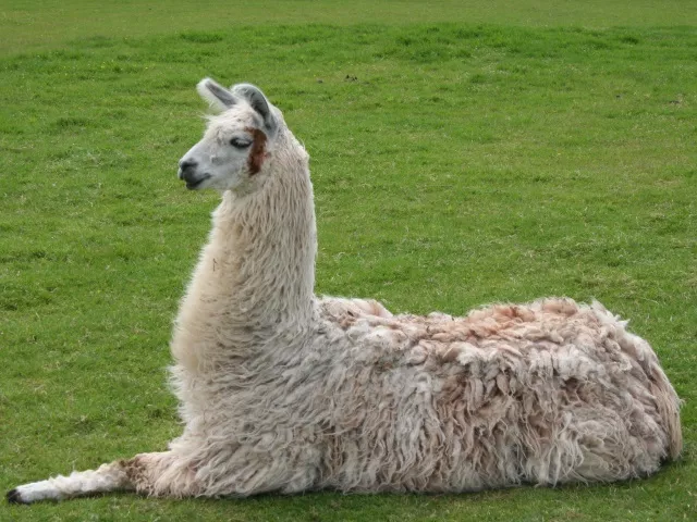 Un lama en fugue dans le Beaujolais !