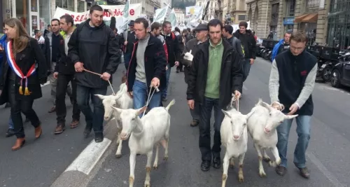 Des chèvres et des moutons dans les rues de Lyon : les agriculteurs manifestent ce jeudi