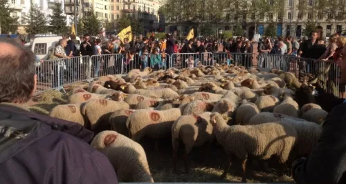 Une centaine d’agriculteurs à Lyon pour une transhumance urbaine