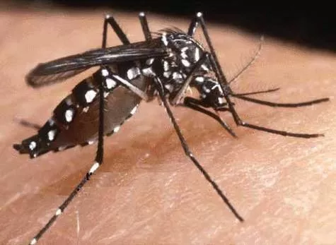 Dengue et chikungunya : "un risque devenu durable" dans le Rhône