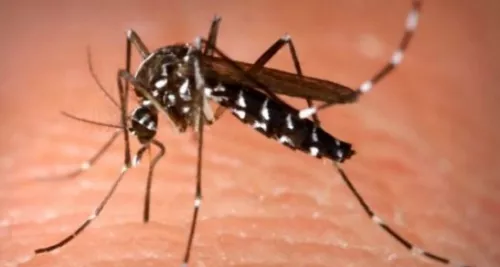 Lyon : suspicion d’un cas de dengue à l’hôpital de la Croix-Rousse