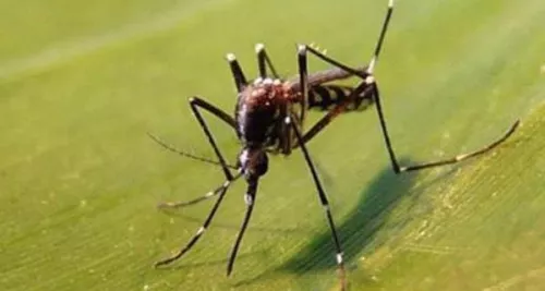 Cas de dengue à Lyon : aucune inquiétude à avoir