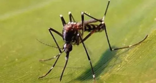 Le moustique-tigre : danger de l’été dans le Rhône ?