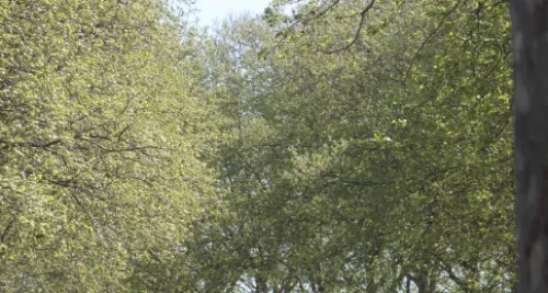 Alerte pollinique dans le Rhône