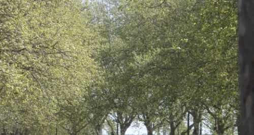 Nouvelle alerte pollinique dans le Rhône