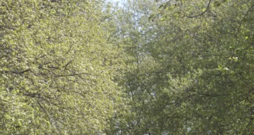 Alerte pollinique dans le Rhône