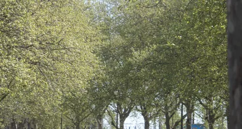 Nouvelle alerte pollinique dans le Rhône