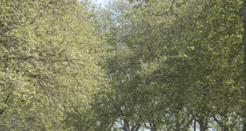 Alerte pollinique dans le Rhône