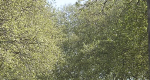 Avalanche d'alertes polliniques dans le Rhône